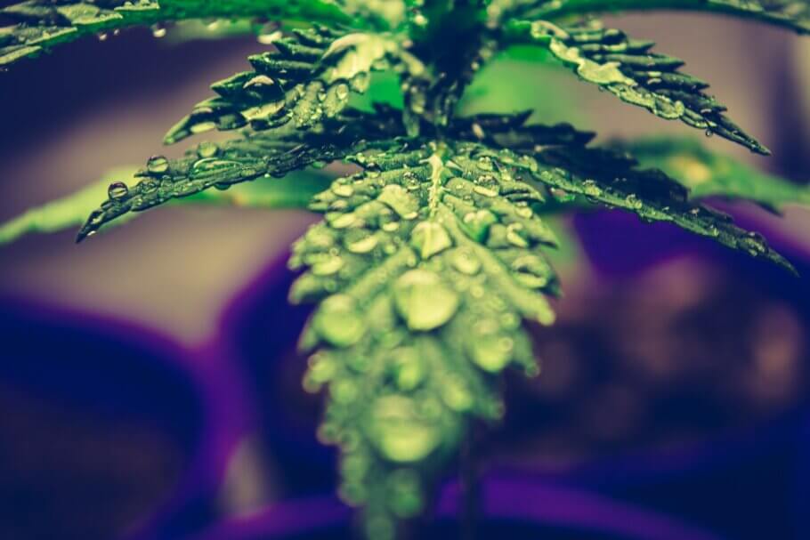 Temperatura i humitat relativa mantenen una relació que és una de les claus de l'èxit al cultiu de cànnabis, especialment a l'interior