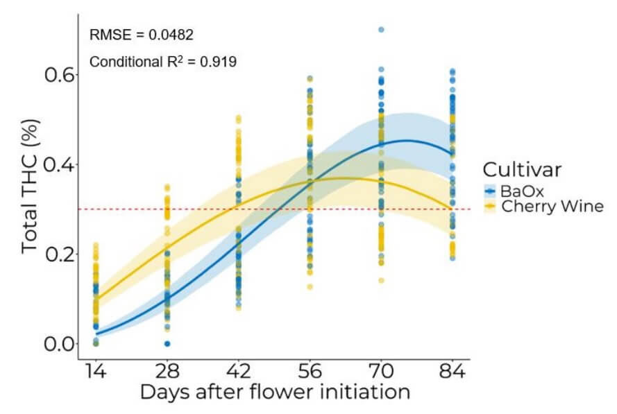 Aquest gràfic ens mostra com el contingut en THC de dues varietats va pujant a mesura que la floració avança i fins assolir el seu bec, moment en què es comença a degradar
