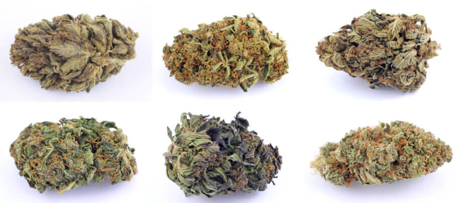 Hi ha tota mena de varietats de cànnabis amb un tret comú: el seu alt contingut en THC