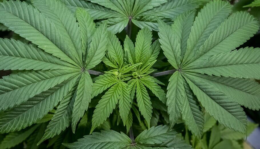 Adobs i additius per a pantes mare de cànnabis