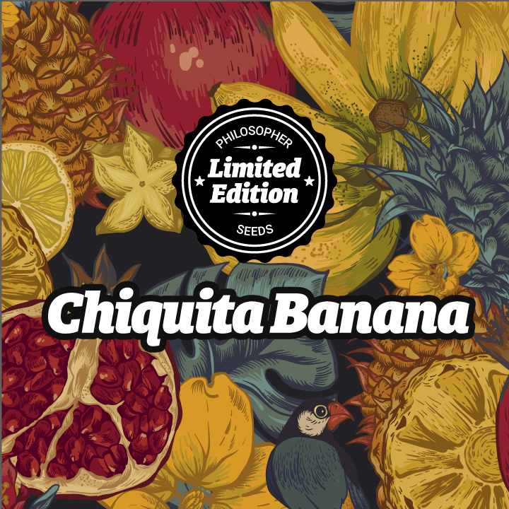 Chiquita Banana és una de les noves varietats de Philosopher Seeds, que pots trobar també en format autoflorescent