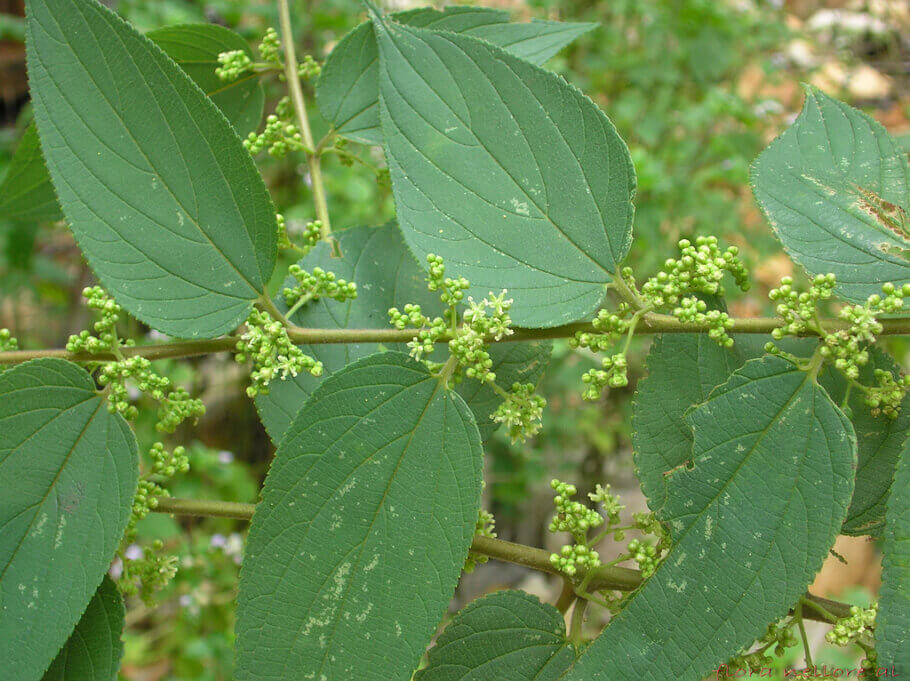Trema Orientalis Blume contindria cannabinoides tan importants com THC, CBD i CBN