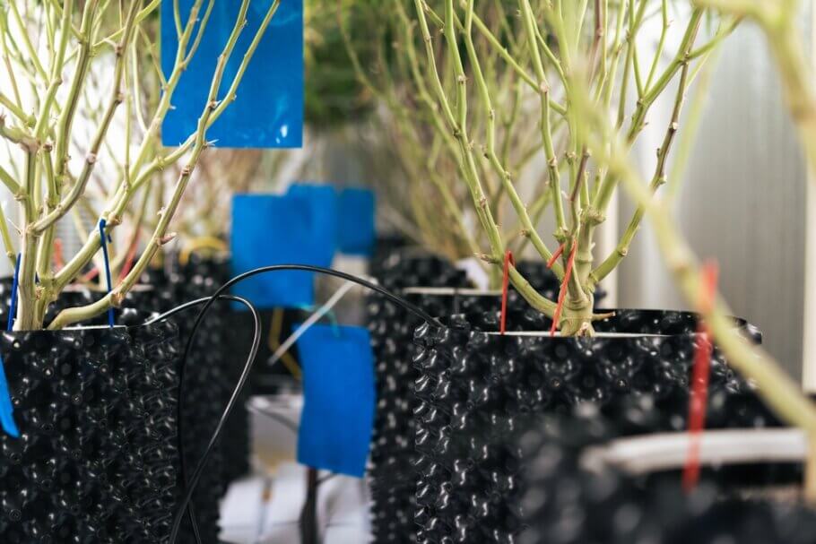 En retirar totes les fulles, branques i brots del terç inferior de la planta, aconsegueixes que l'energia es concentri a les copes, on formaran estupendes flors