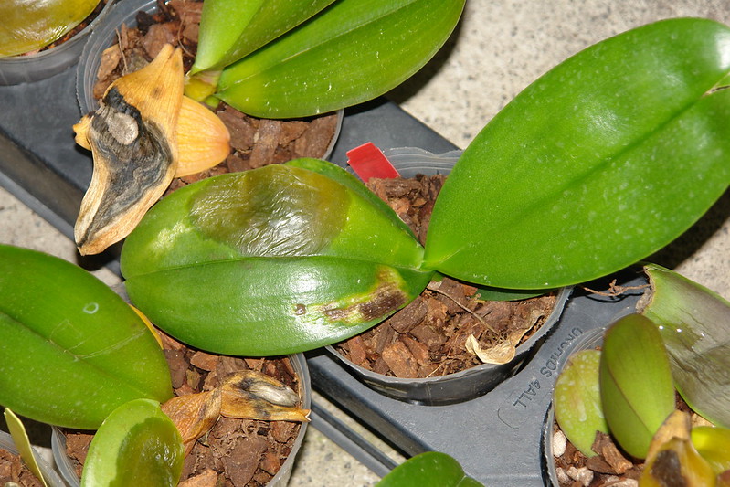 Aquestes orquídies han estat infectades per l'Erwinia, mostrant clars símptomes a les fulles (Imatge: Scot Nelson)
