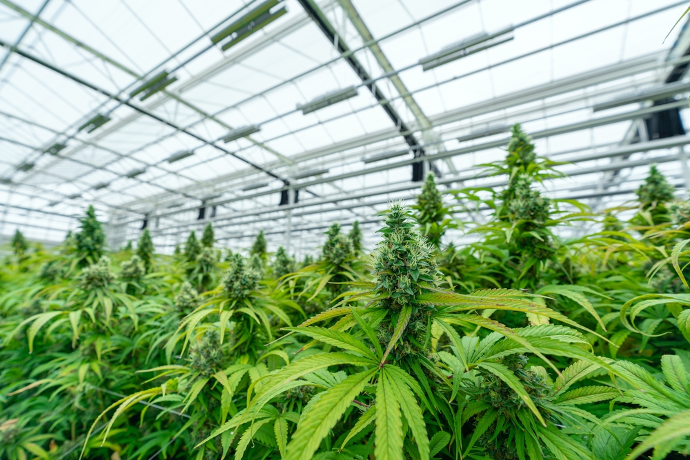 Per als cultivadors comercials, el cànnabis triploide pot suposar un gran pas endavant