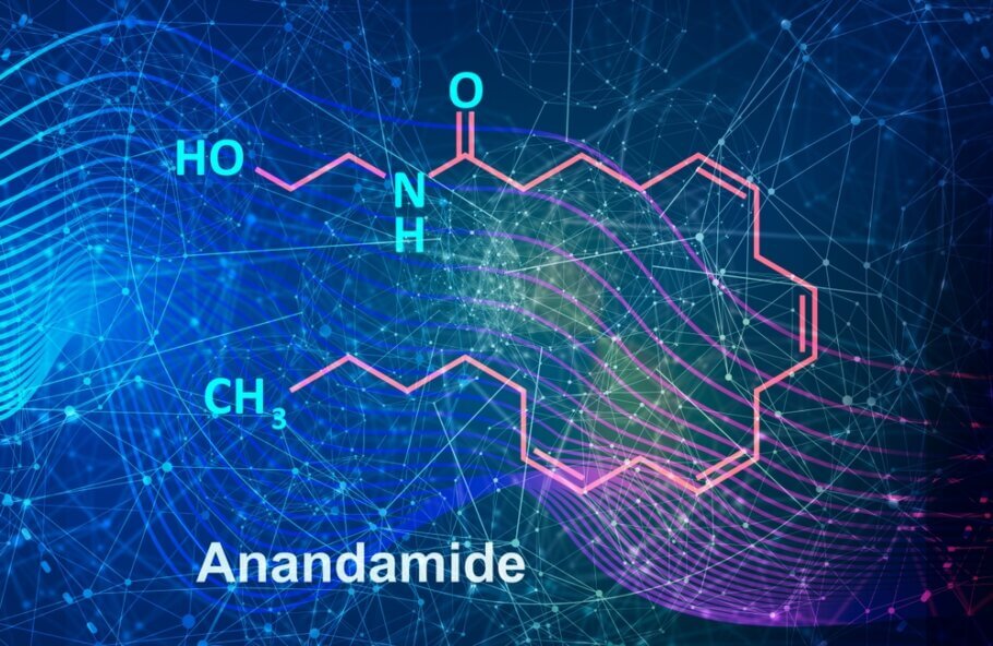  L'anandamida (C22H37NO2) és un compost endogen que interactua amb el sistema endocannabinoide