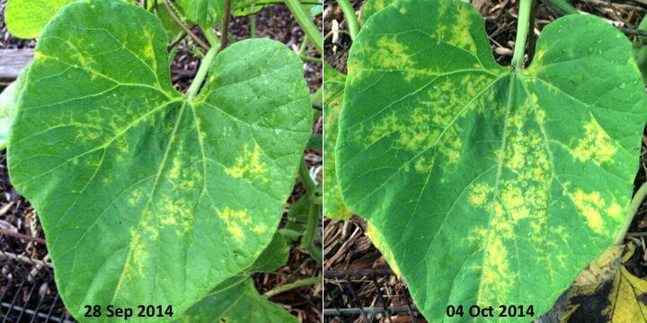 Cucumber mosaic virus evolution (Quelle: Scott Nelson)