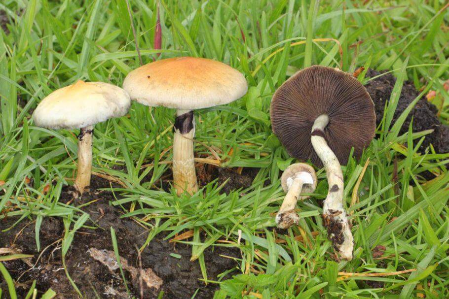 Psilocybe Cubensis in seinem natürlichen Lebensraum