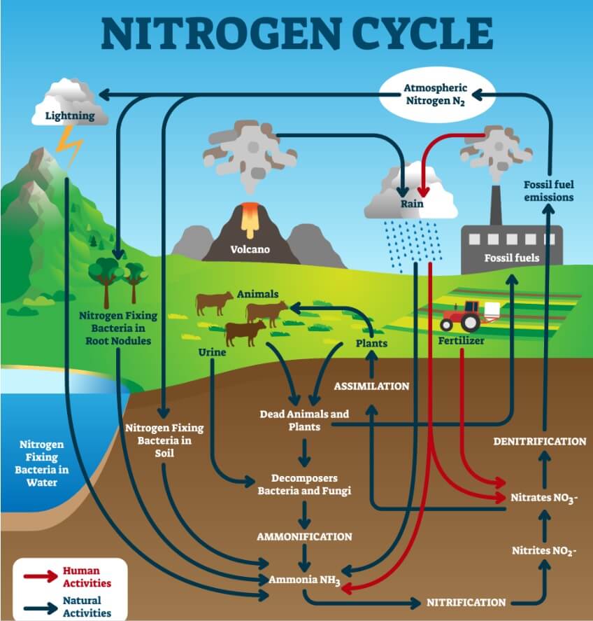 Der Stickstoffkreislauf umfasst eine Reihe von Prozessen