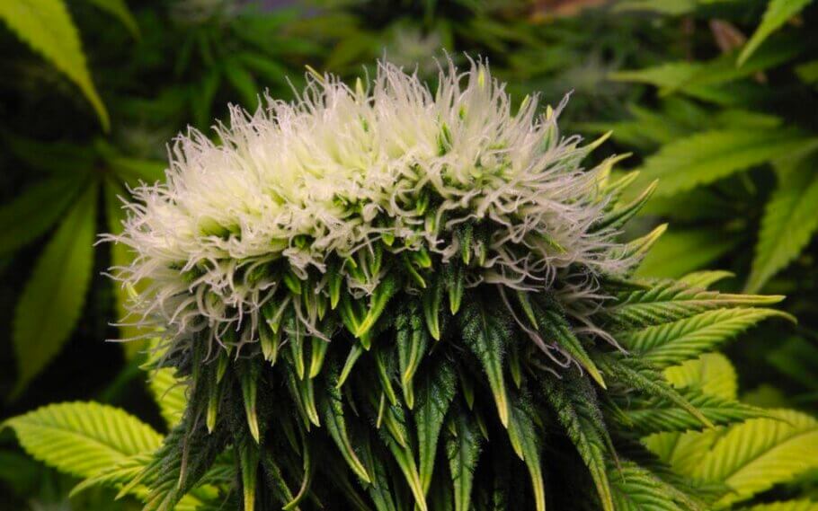 Polyploides Cannabis. Marihuana ist eine diploide Pflanze, d. h. sie erhält die Hälfte ihrer genetischen Informationen vom Vater und die andere Hälfte von der Mutter. In Fällen von Polyploidie werden diese Informationen jedoch verdoppelt