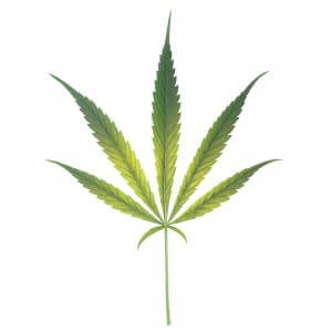 Beginn eines Eisenmangels bei Cannabis