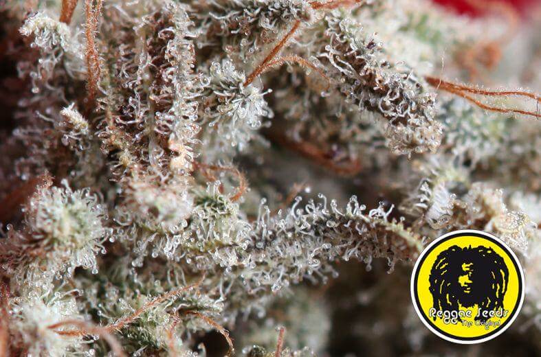 O'Haze Red von Reggae Seeds enthält hohe Mengen an Limonen