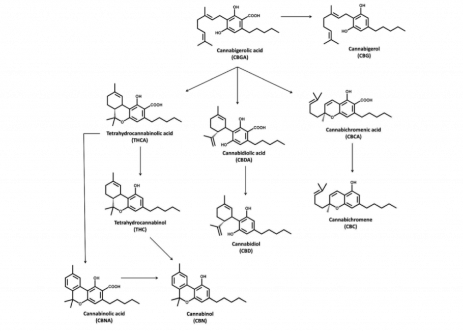 Synthese der wichtigsten Cannabinoide