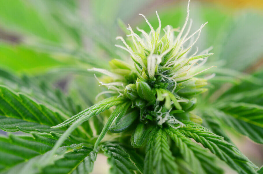 Zwittrige oder einhäusige Cannabispflanzen zeigen Blüten beider Geschlechter am selben Exemplar