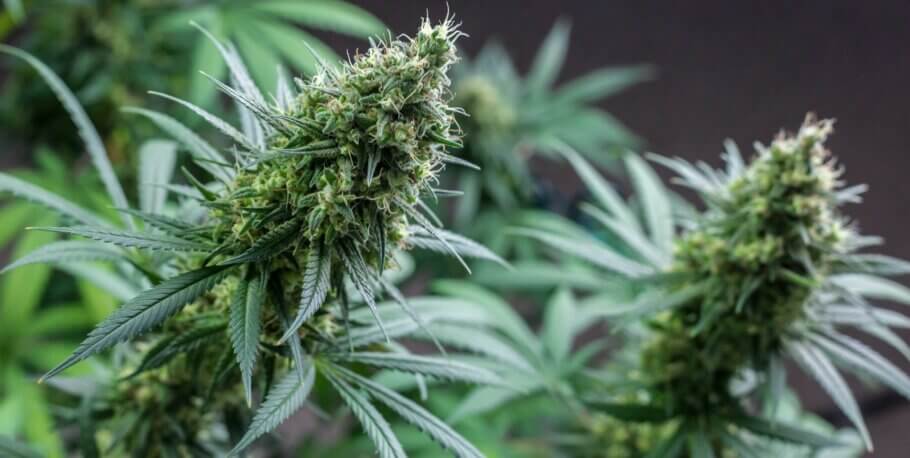 Kalium ist für mehrere Stoffwechselprozesse in Cannabispflanzen unverzichtbar