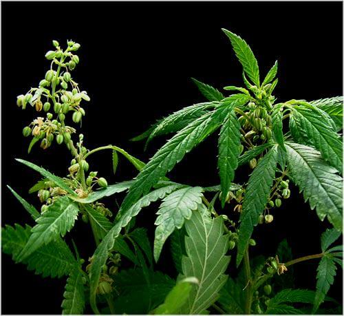 Unterscheidung zwischen männlichem und weiblichem Marihuana