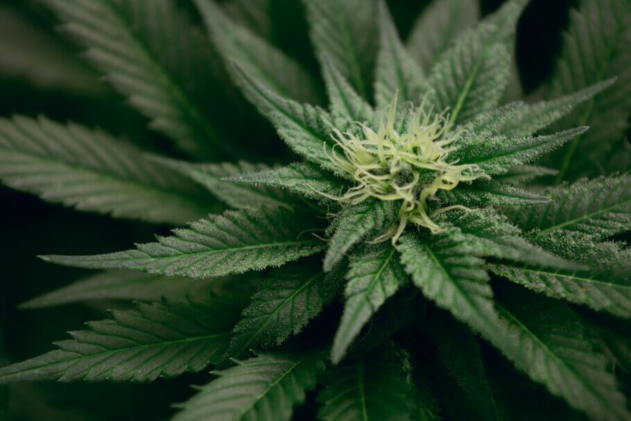Wenn weibliche Cannabispflanzen zu blühen beginnen, produzieren sie weißliche Stempel 