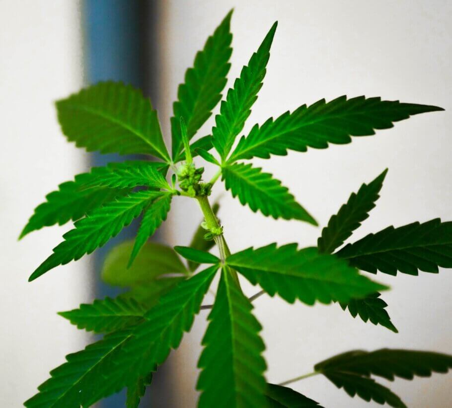 Männliche Cannabispflanze, die zu blühen beginnt