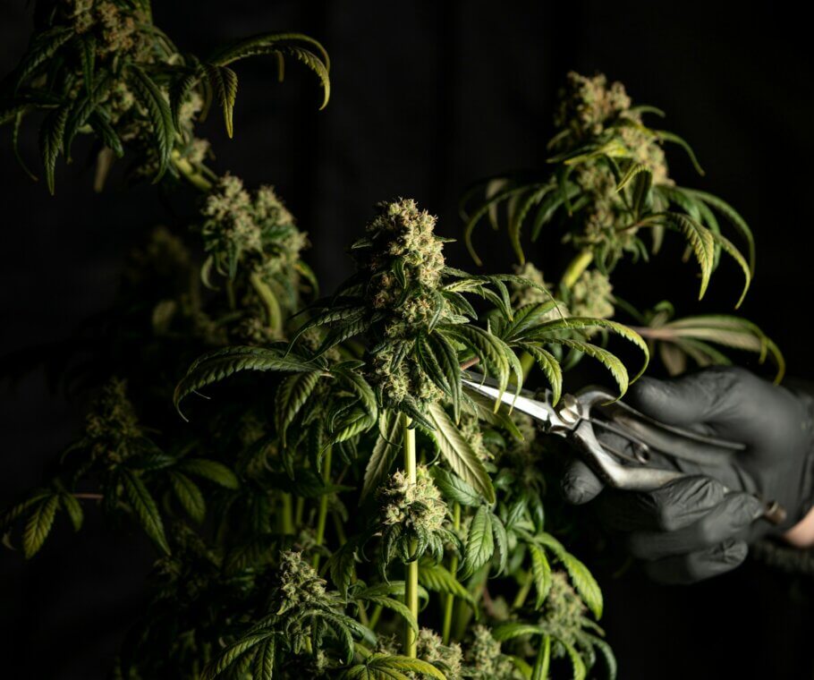 Wann schneidet man Marihuana-Pflanzen?