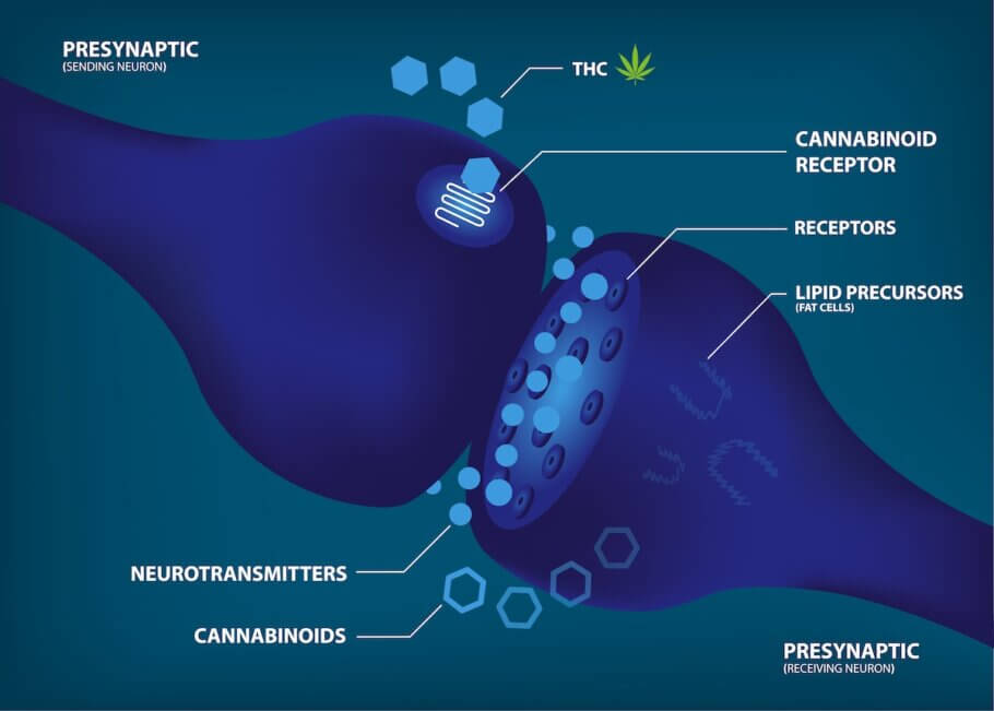 endocannabinoid-system-ecs