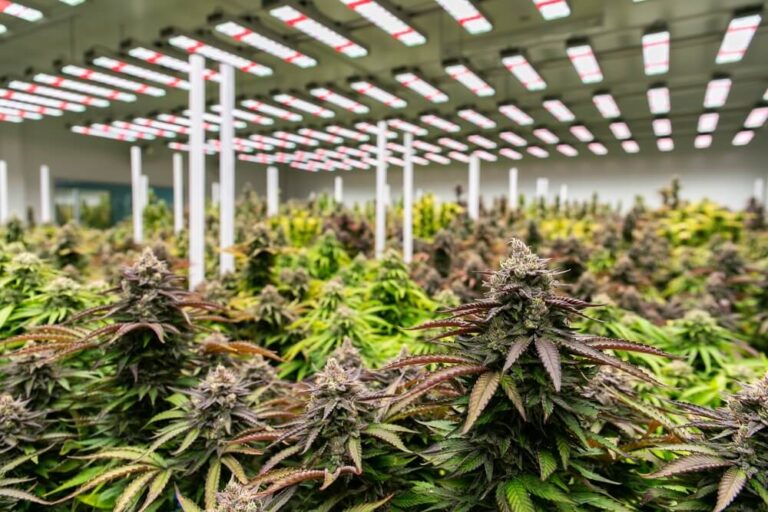 Maximale Marihuana-Produktion im Innenanbau