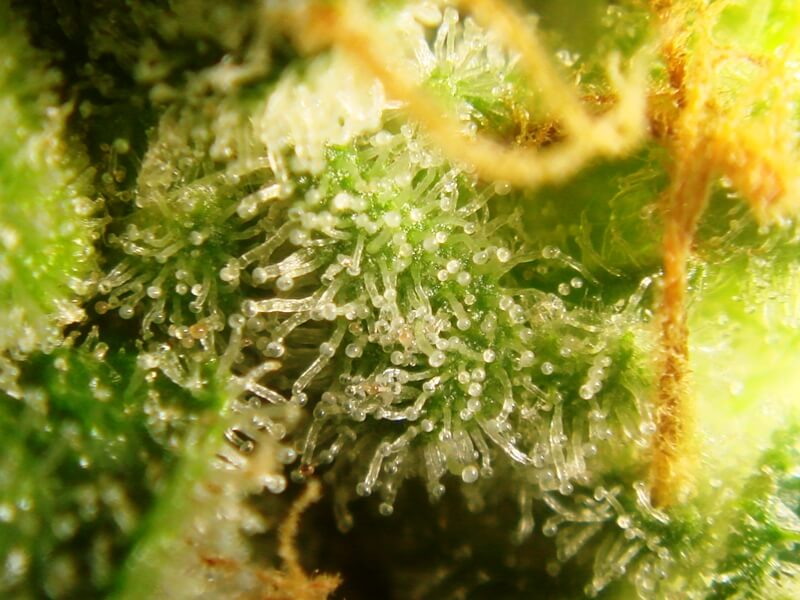 Reife Trichome, bereit zum Ernten