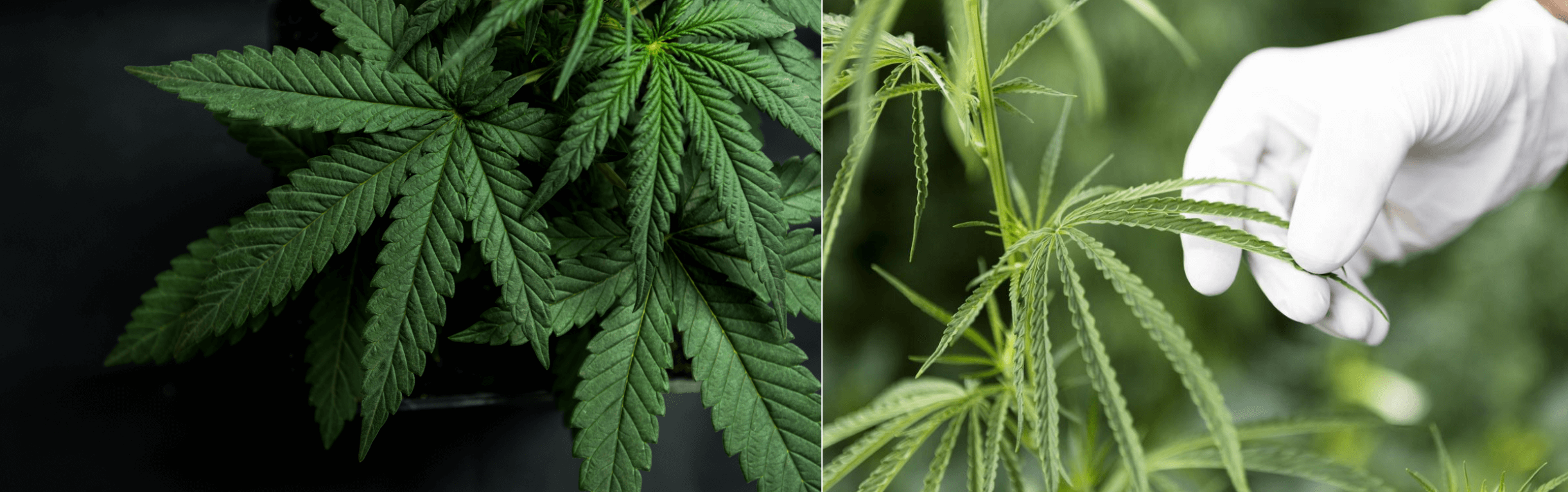 Cannabis Indica (links) und Cannabis Sativa (rechts)