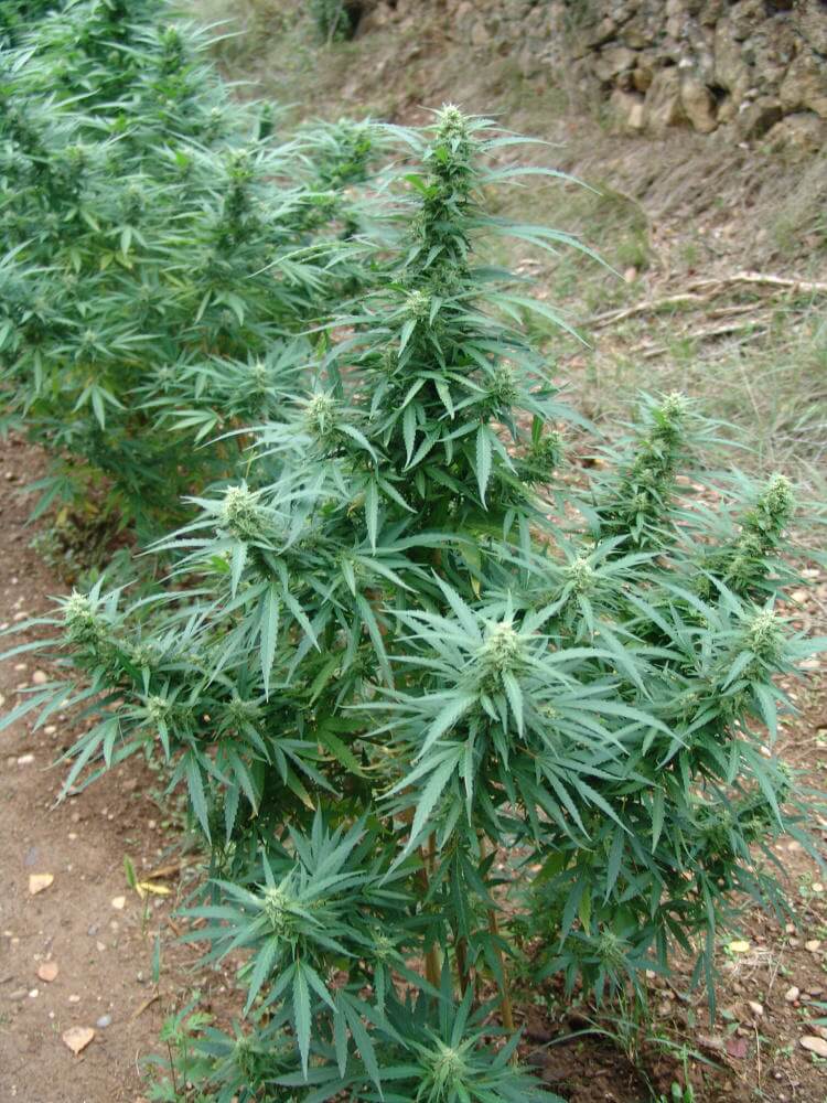 Anbau von Marihuana in Erde