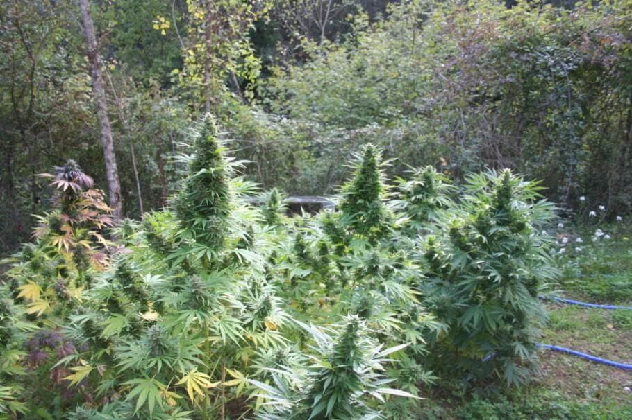 Selbstanbau von Marihuana, das direkt in den Boden gepflanzt wird