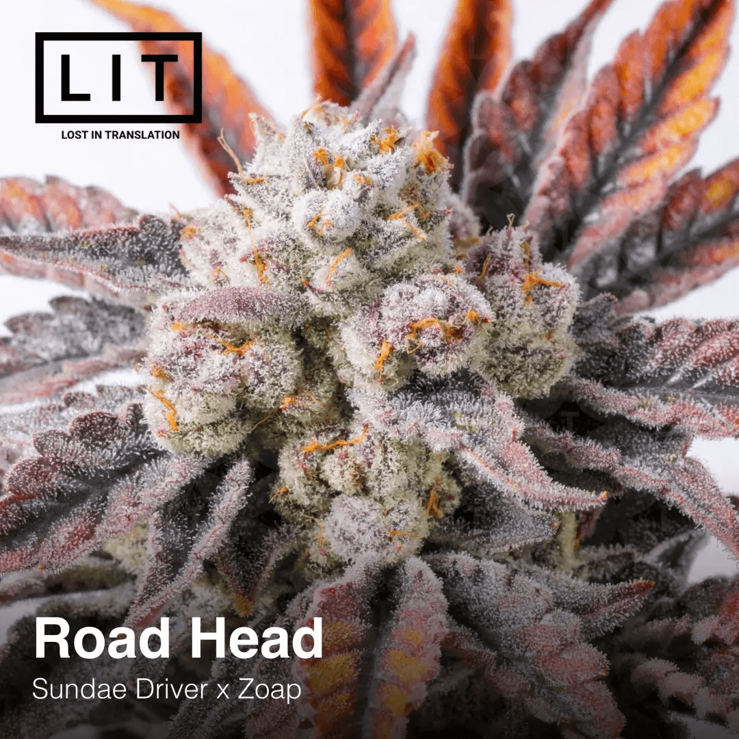 Die Menge der Trichome, die Road Head produziert, ist wirklich erstaunlich