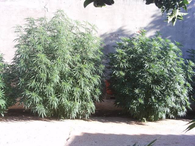 Big Critical Outdoor Grower