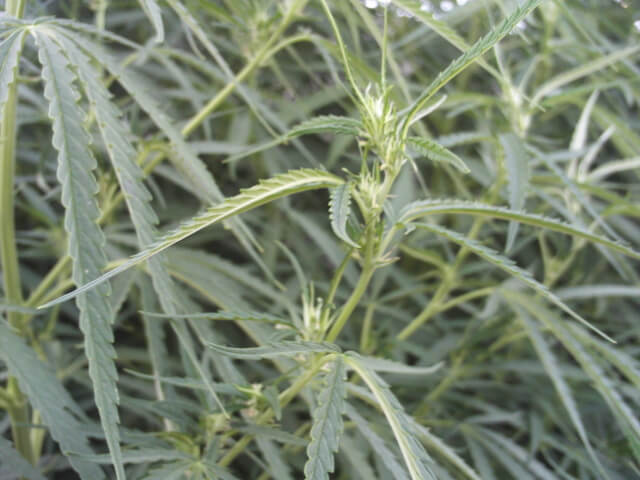 Pre-flowering outdoor critical agosto