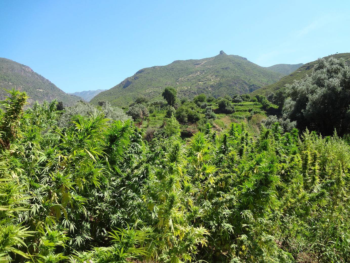 Cannabisfeld in der Sonne, trockenes Klima