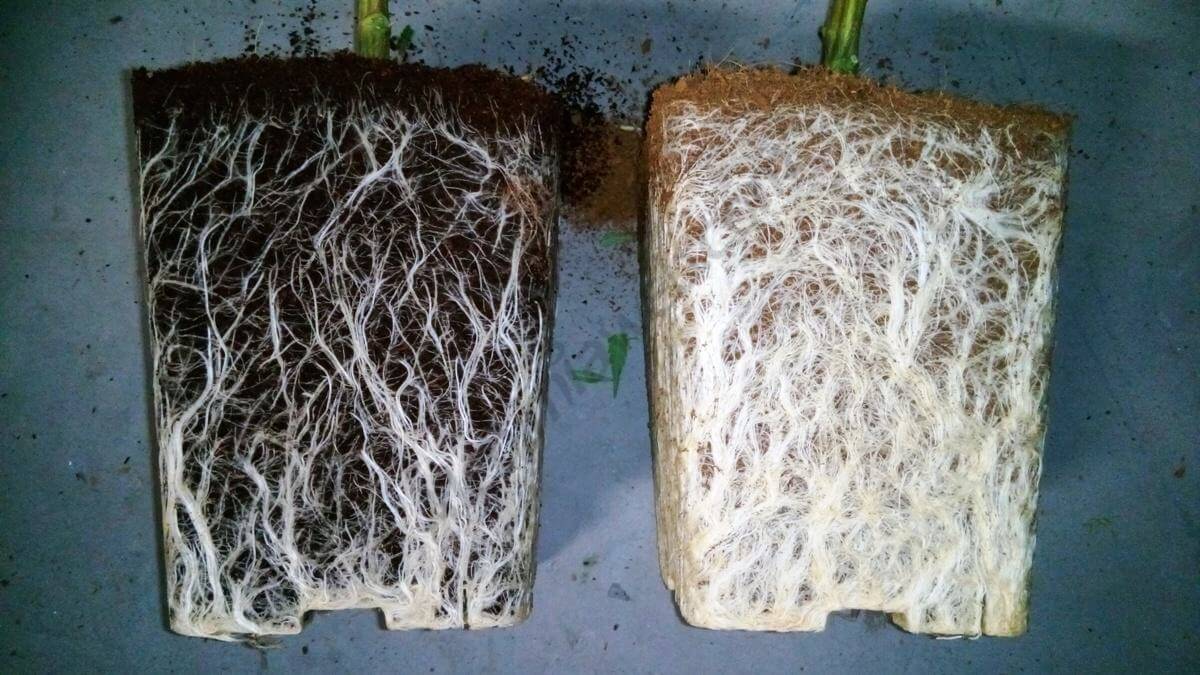 Wurzeln in perfektem Zustand, links die Pflanze mit Wurzeln ohne Trichodermas und rechts die Wurzeln mit Trichodermas, großer Unterschied!
