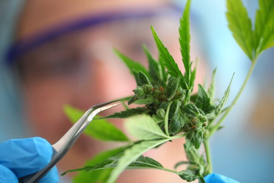 THC erhöht auch die Ausschüttung von Dopamin, das die Freude am Essen verstärkt. Dopamin macht das Essen nicht nur angenehmer, sondern kann auch Hemmungen abbauen