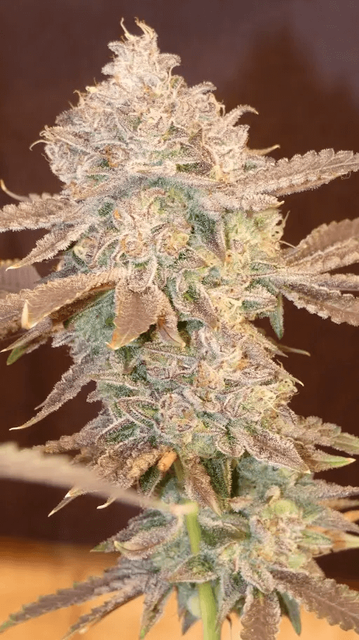 Cherrizozki von Bask Triangle Farms