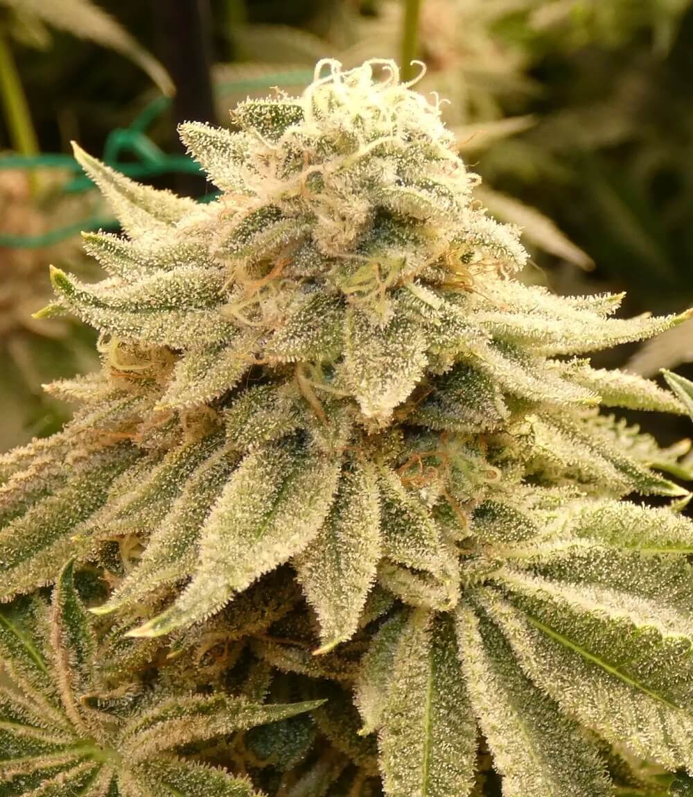 Z-99 von Bask Triangle Farms