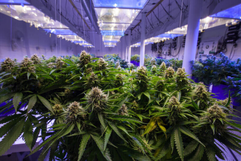 Wie man den THC-Gehalt von Cannabispflanzen erhöht