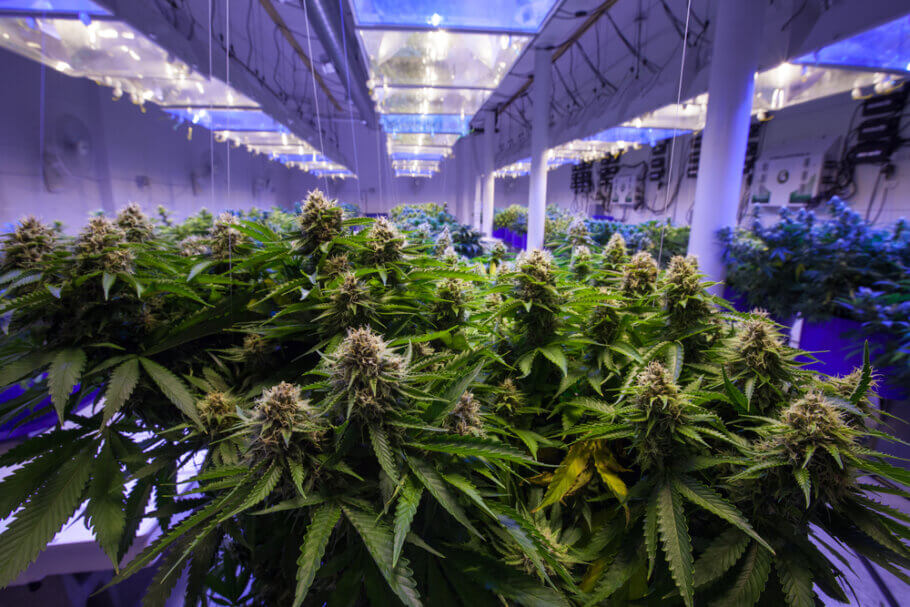 Wie man den THC-Gehalt von Cannabispflanzen erhöht