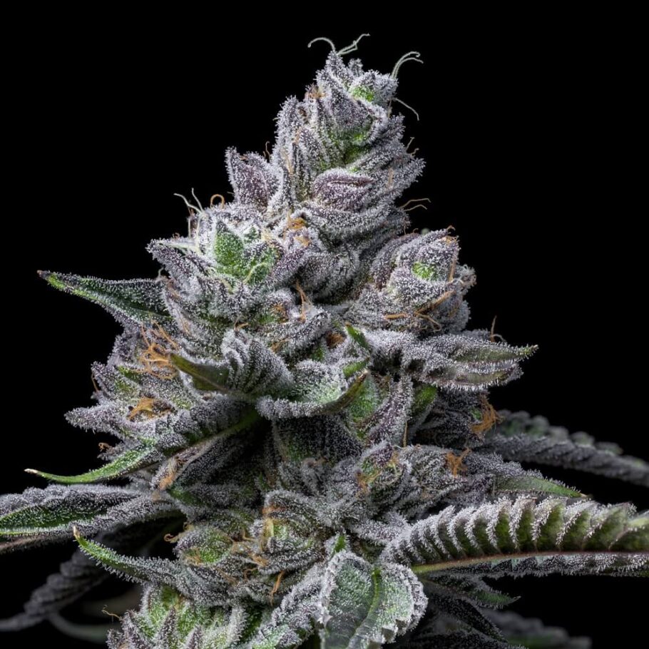 RS11 x Hollywood ist eine der Neuerscheinungen der Cookies Seed Bank, mit einem Geschmack, den Sie nicht so schnell vergessen werden