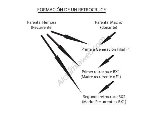 Rückkreuzung mit dem wiederkehrenden Elternteil. Erste F1-Generation und erste und zweite Rückkreuzung