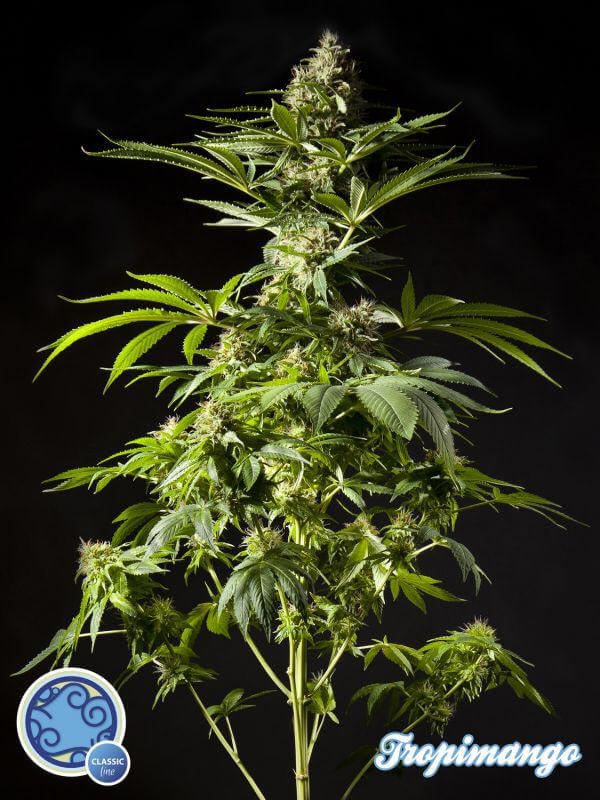 Sorte S1 Tropimango von Philosopher Seeds