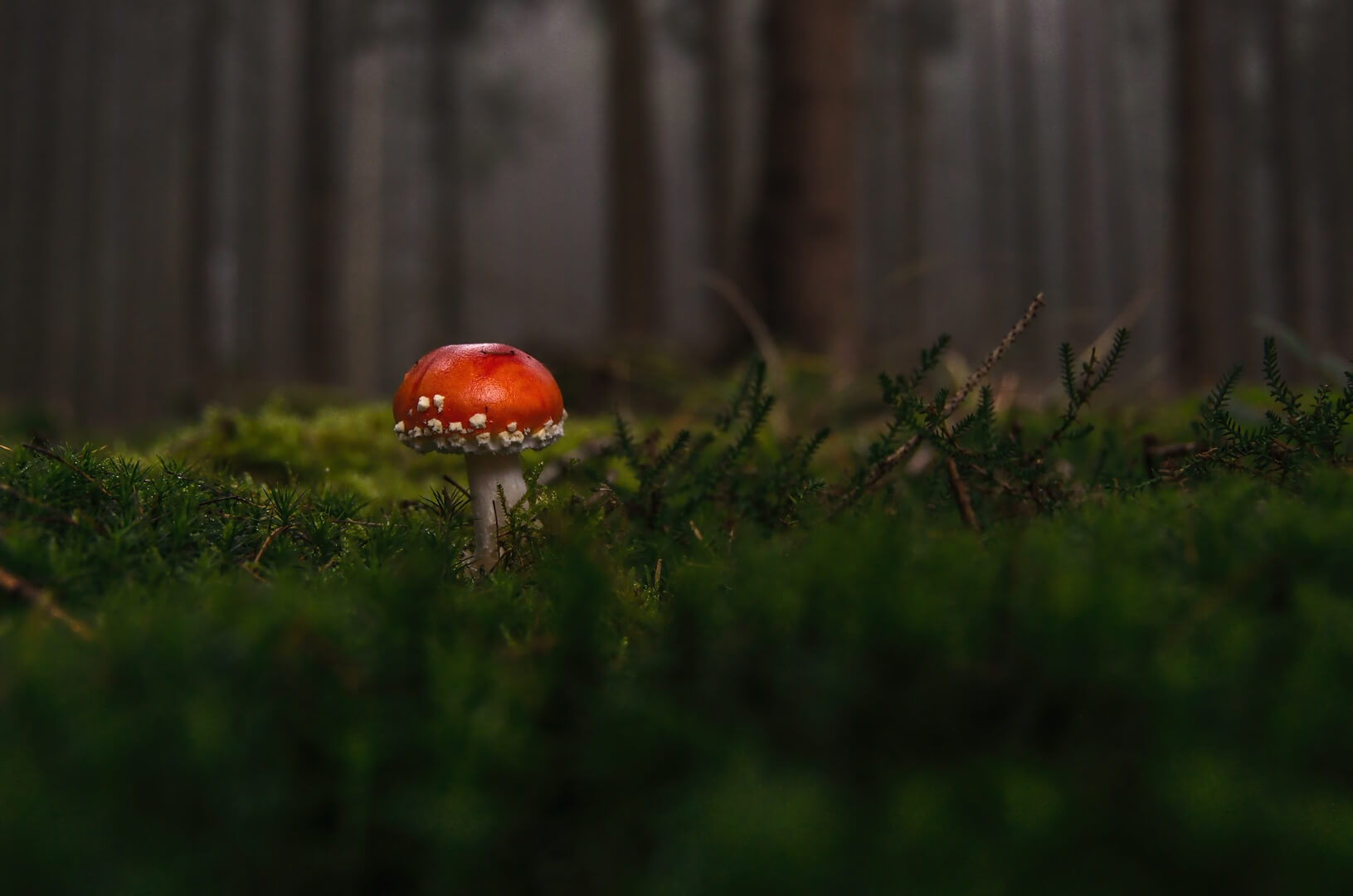 Ja, Sie können Tinkturen nicht nur aus Psilocybin herstellen, sondern auch aus anderen Verbindungen wie Muscimol aus diesem Fliegenpilz oder Lysergsäure aus Mutterkorn