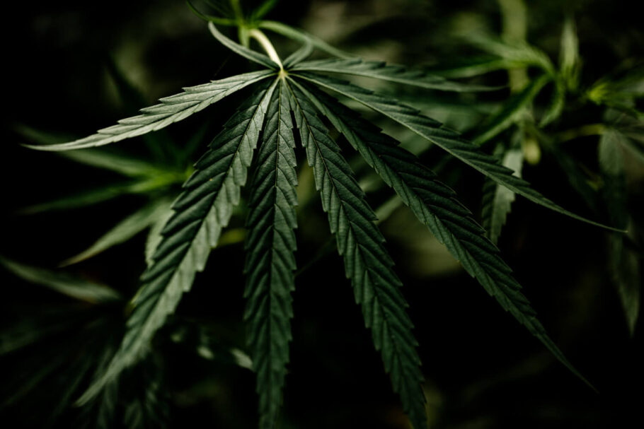  Einige Pflanzen mit Haze-Genetik produzieren erhebliche Mengen an Terpinolen (Bild: jcomp)