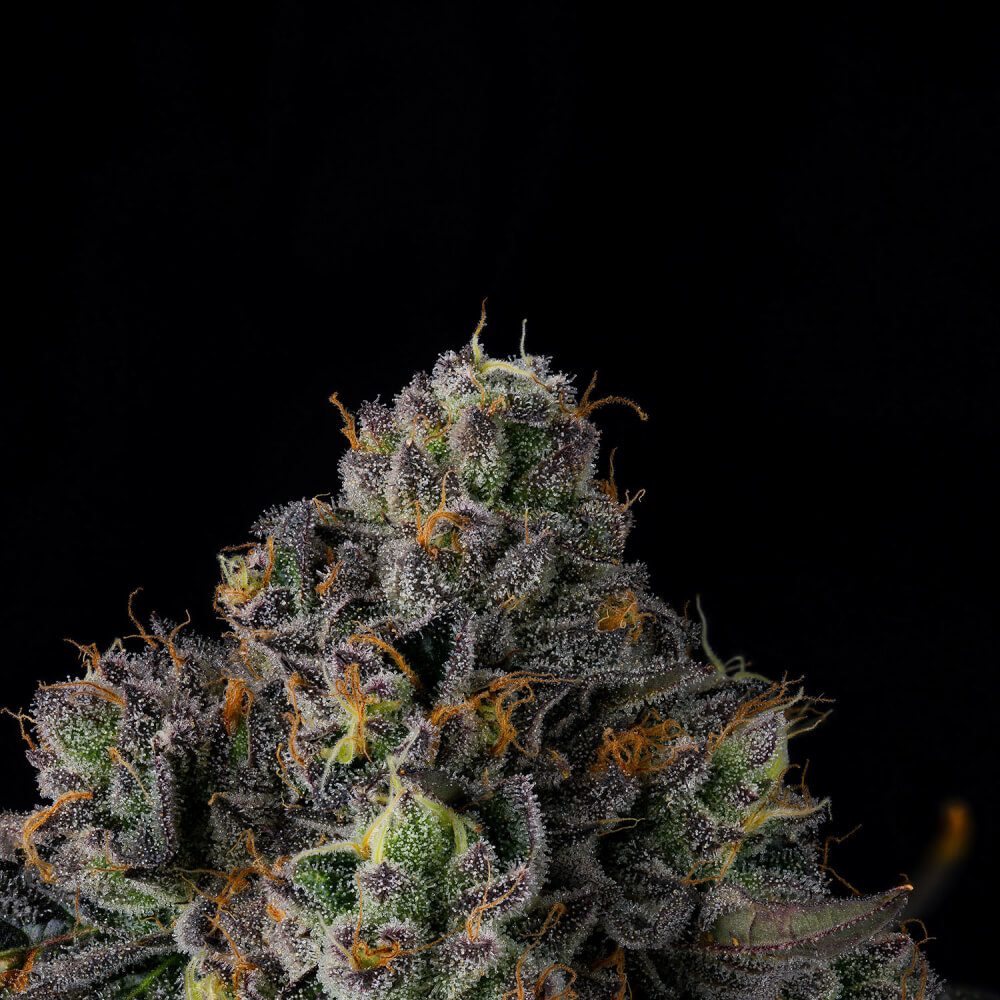 Sherbz, Sunset Sherbert x Zkittlez Hybrid