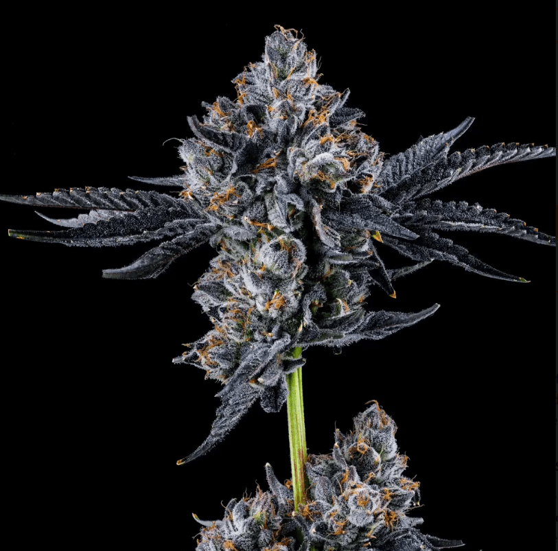 Broadway Runtz, Broadway x Runtz Hybrid