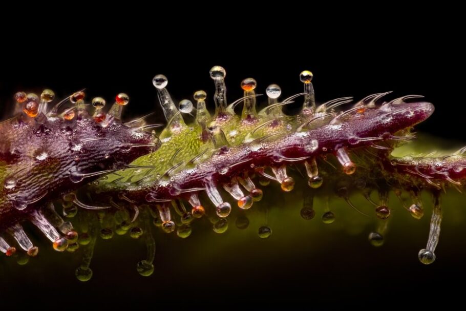  Wie die übrigen Cannabinoide und Terpene wird Terpinolen in den Trichomen der Cannabispflanze produziert.