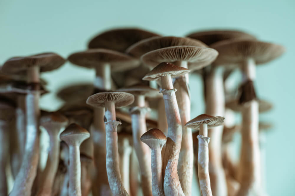 Licht im Anbau von halluzinogene Pilze