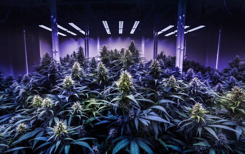 So wählen Sie Ihre LED-Marihuana-Anbaulampe aus