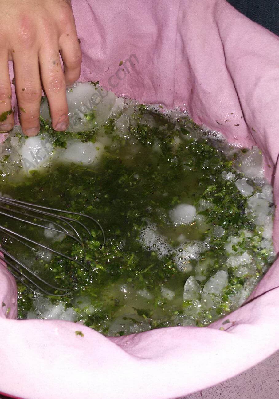 Extraktion von Ice O Lator Haschisch mit Blüten ohne Trocknung